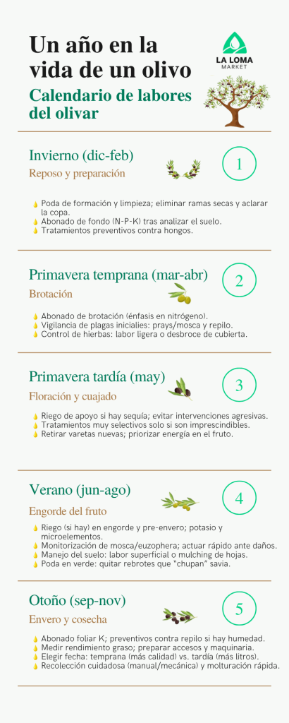 Calendario de labores del olivar. Infografía